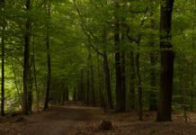 In deze bossen kun je een heerlijke wandeling maken! wandeling