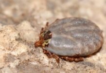 Wat moet je doen bij een tekenbeet? tekenbeet