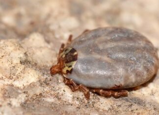Wat moet je doen bij een tekenbeet? tekenbeet